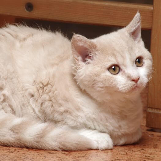 White sales selkirk rex